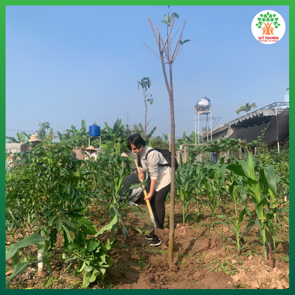 Quỹ Tâm Minh trồng cây tại chùa Cổ Lôi